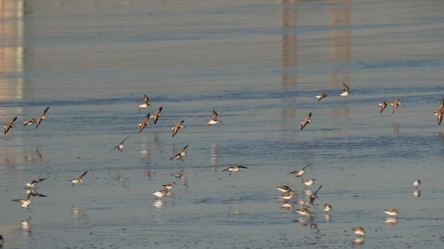 Western Sandpiper - ML489353181