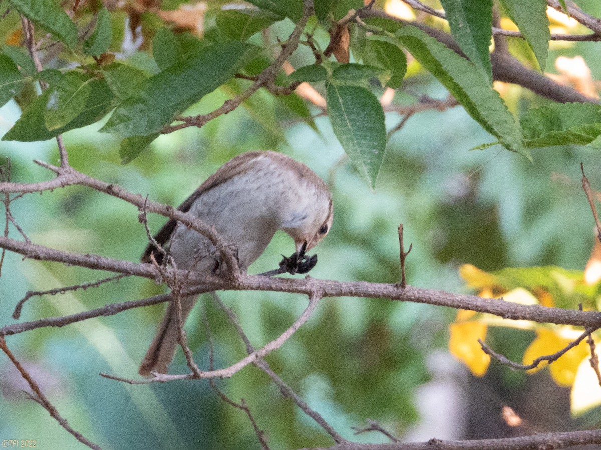 Red-backed Shrike - ML489353691