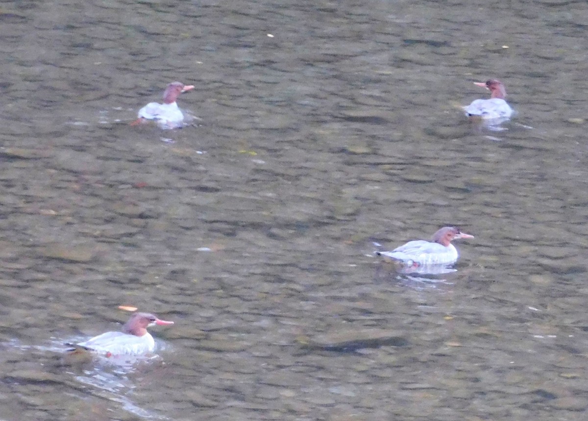 eBird Checklist - 1 Oct 2022 - Little River along Carnes Road - 1 species
