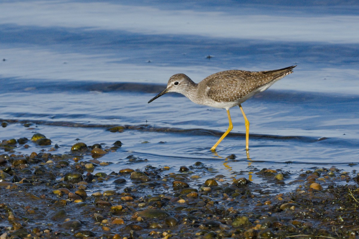 Lesser Yellowlegs - ML489354291