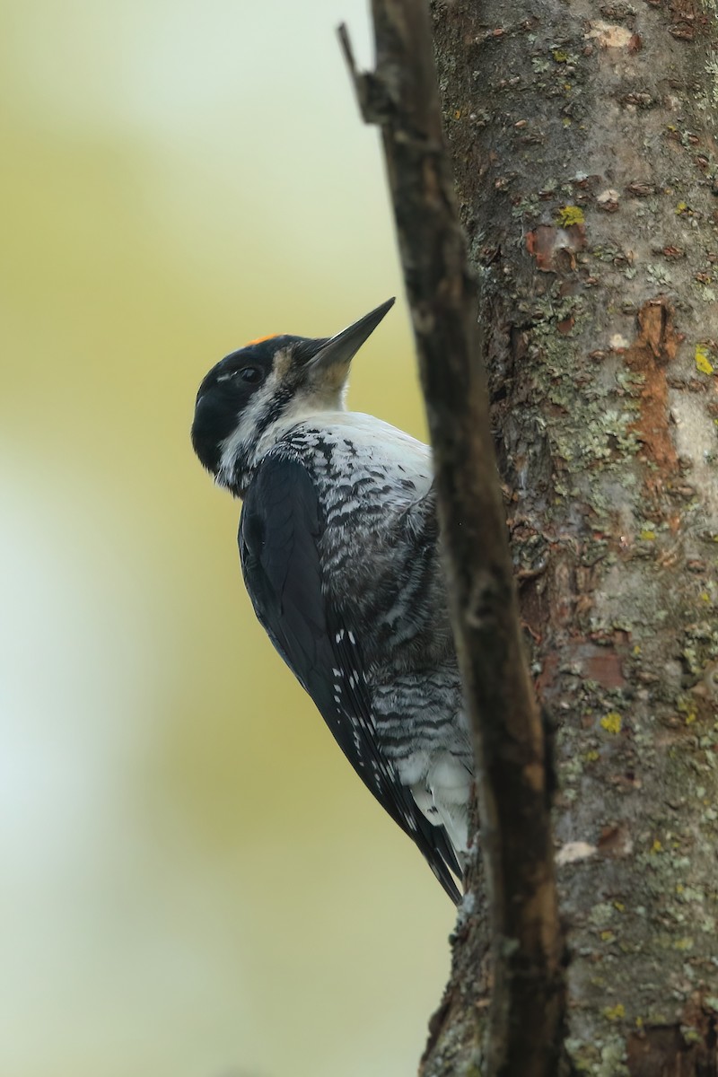 Black-backed Woodpecker - ML489354431