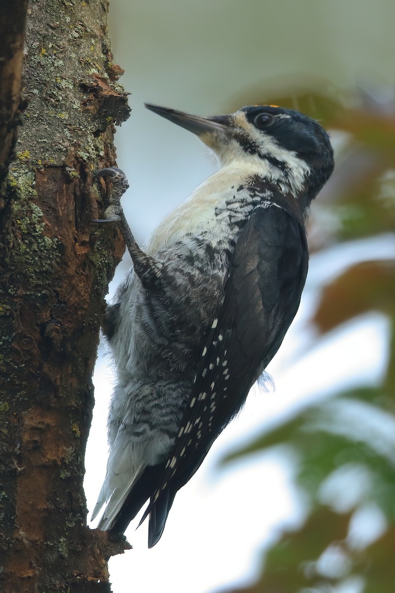 Black-backed Woodpecker - ML489354441