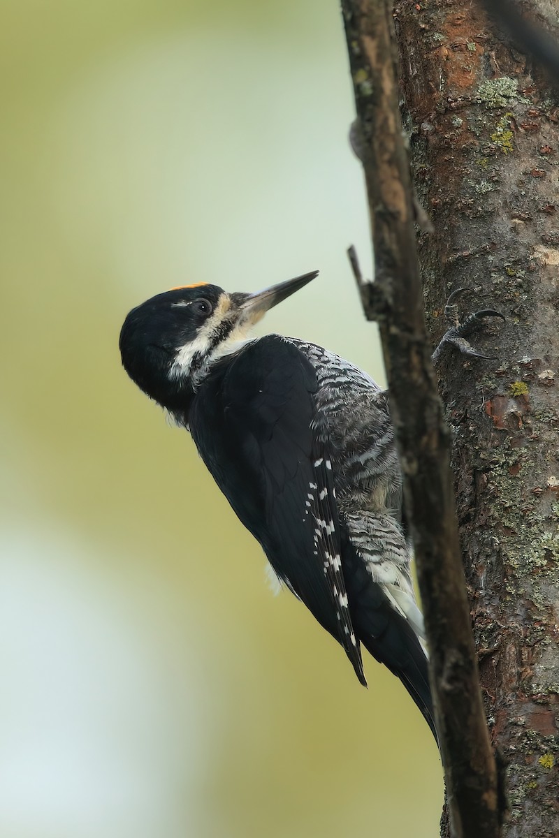 Black-backed Woodpecker - ML489354451