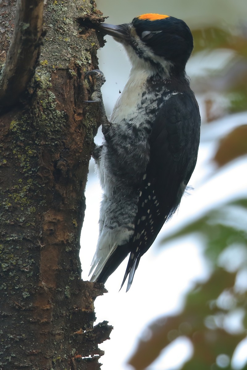 Black-backed Woodpecker - ML489354461