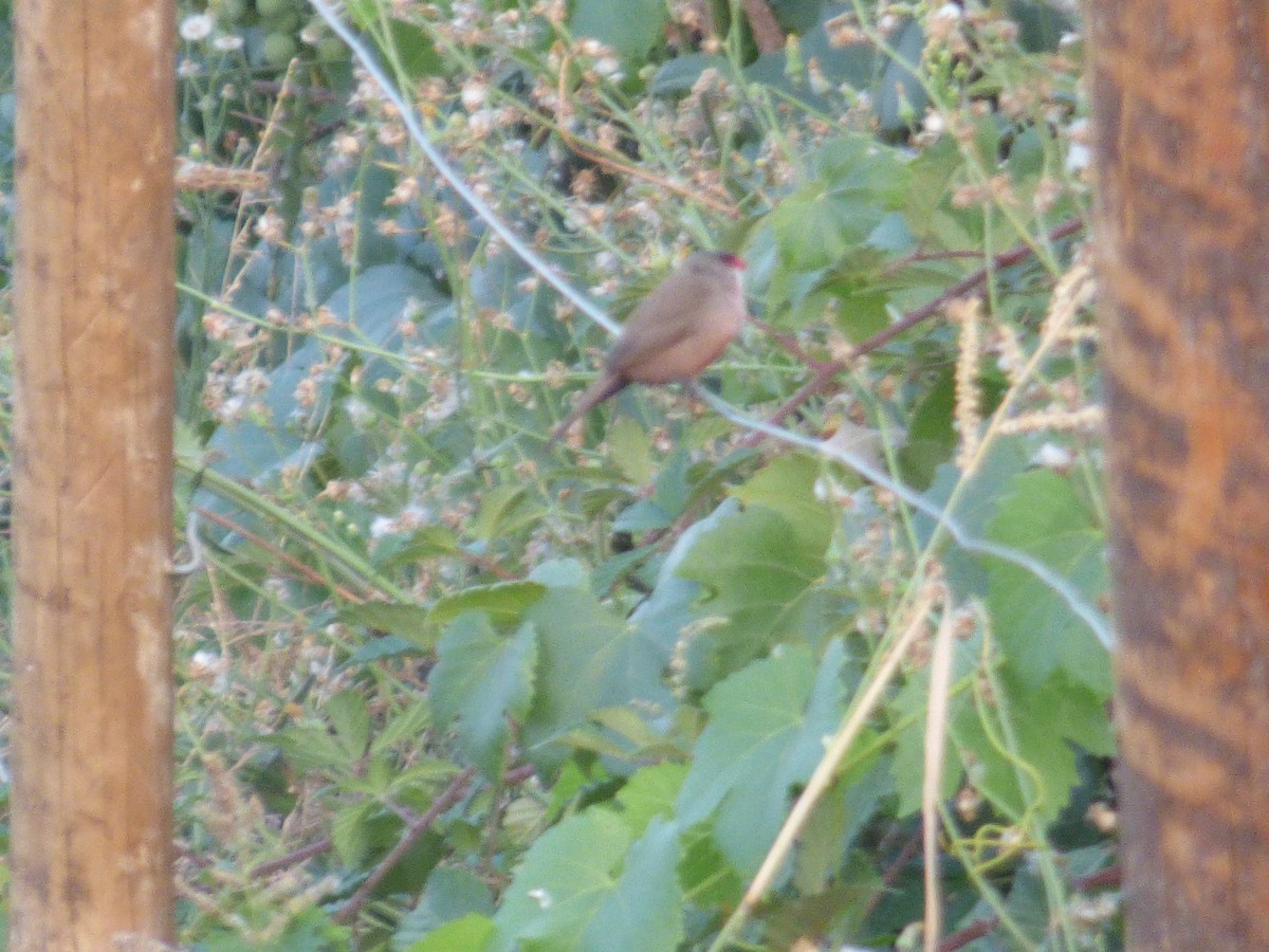 Common Waxbill - ML489355051