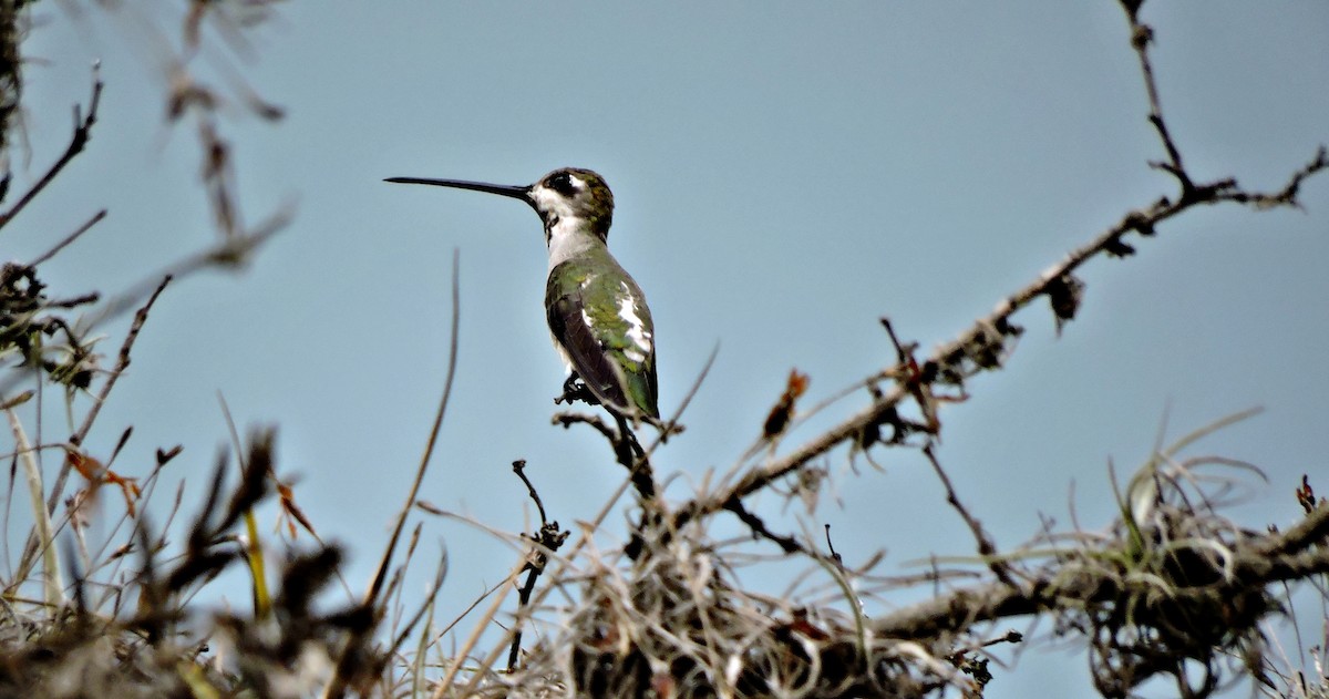 Long-billed Starthroat - ML48935541