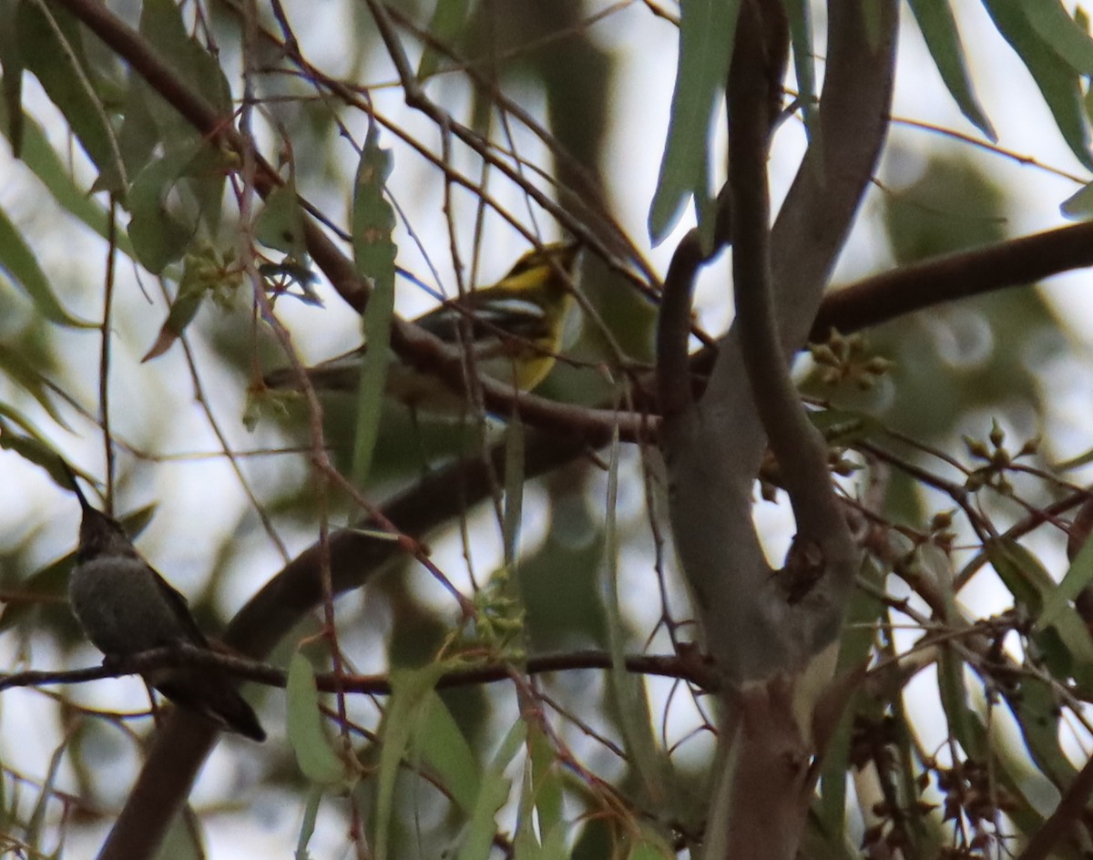 Townsend's Warbler - ML489356821