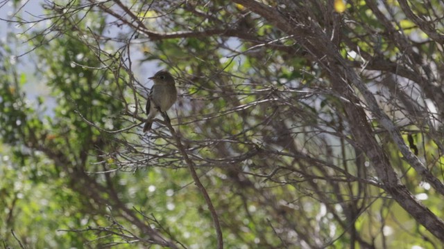 Least Flycatcher - ML489359171