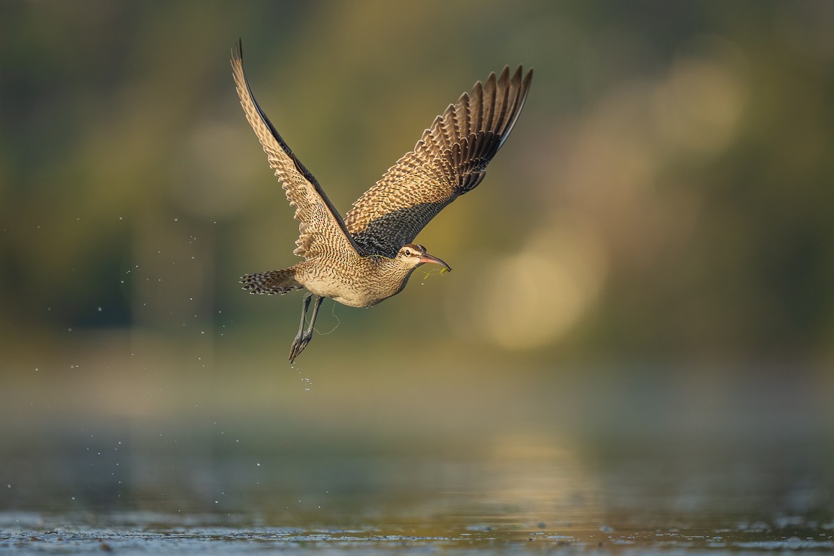 Regenbrachvogel - ML489359381