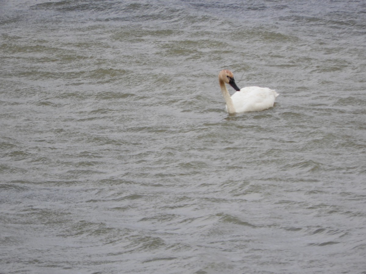 Tundra Swan - ML489359701