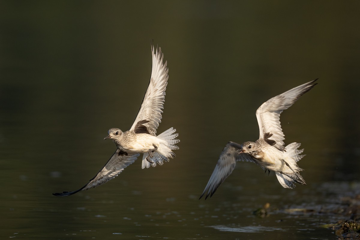 Black-bellied Plover - ML489360021