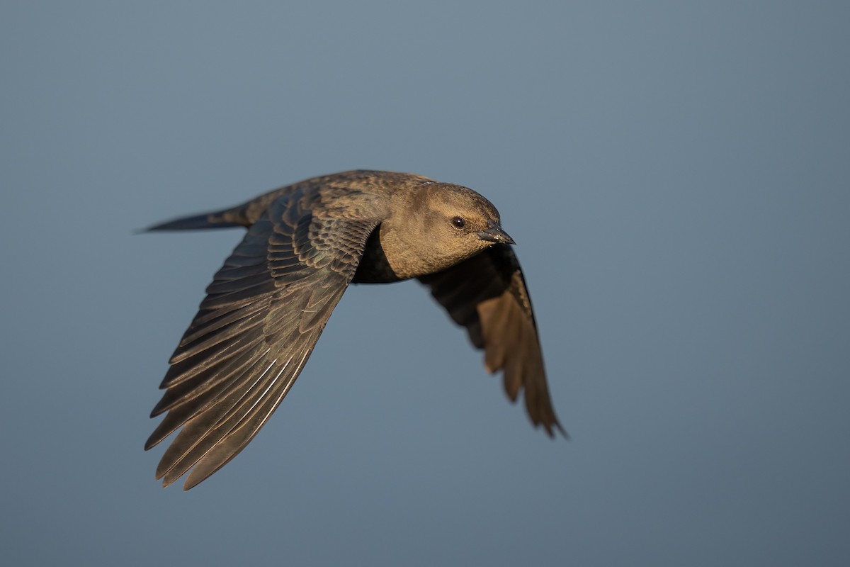 Brewer's Blackbird - ML489360101