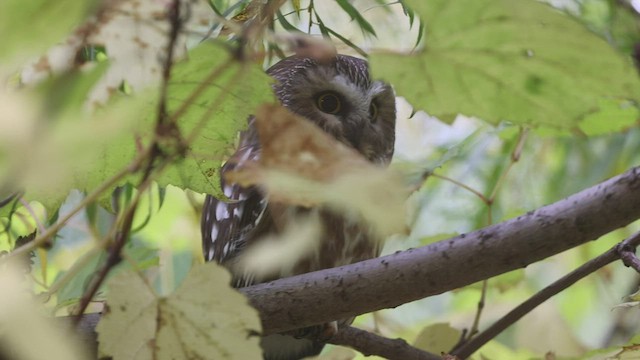 Northern Saw-whet Owl - ML489360471