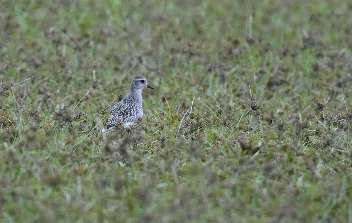 Black-bellied Plover - ML489360481