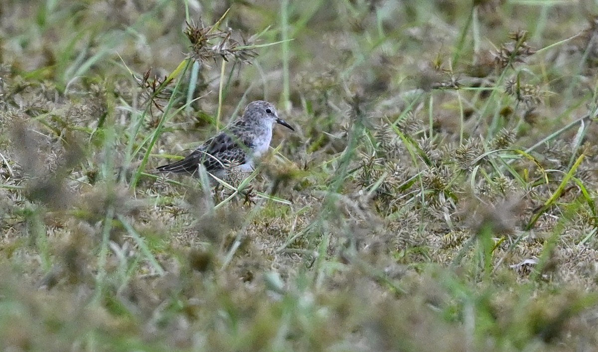 Least Sandpiper - ML489360541