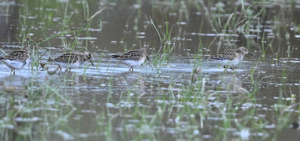 Least Sandpiper - ML489360551