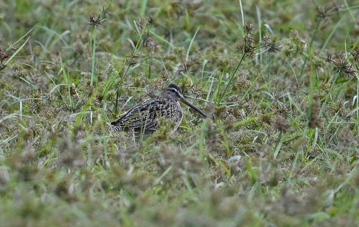 Short-billed Dowitcher - ML489360661