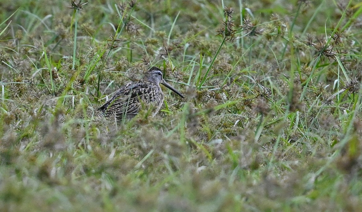 Short-billed Dowitcher - ML489360671