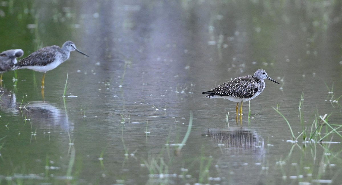 Greater Yellowlegs - ML489360751