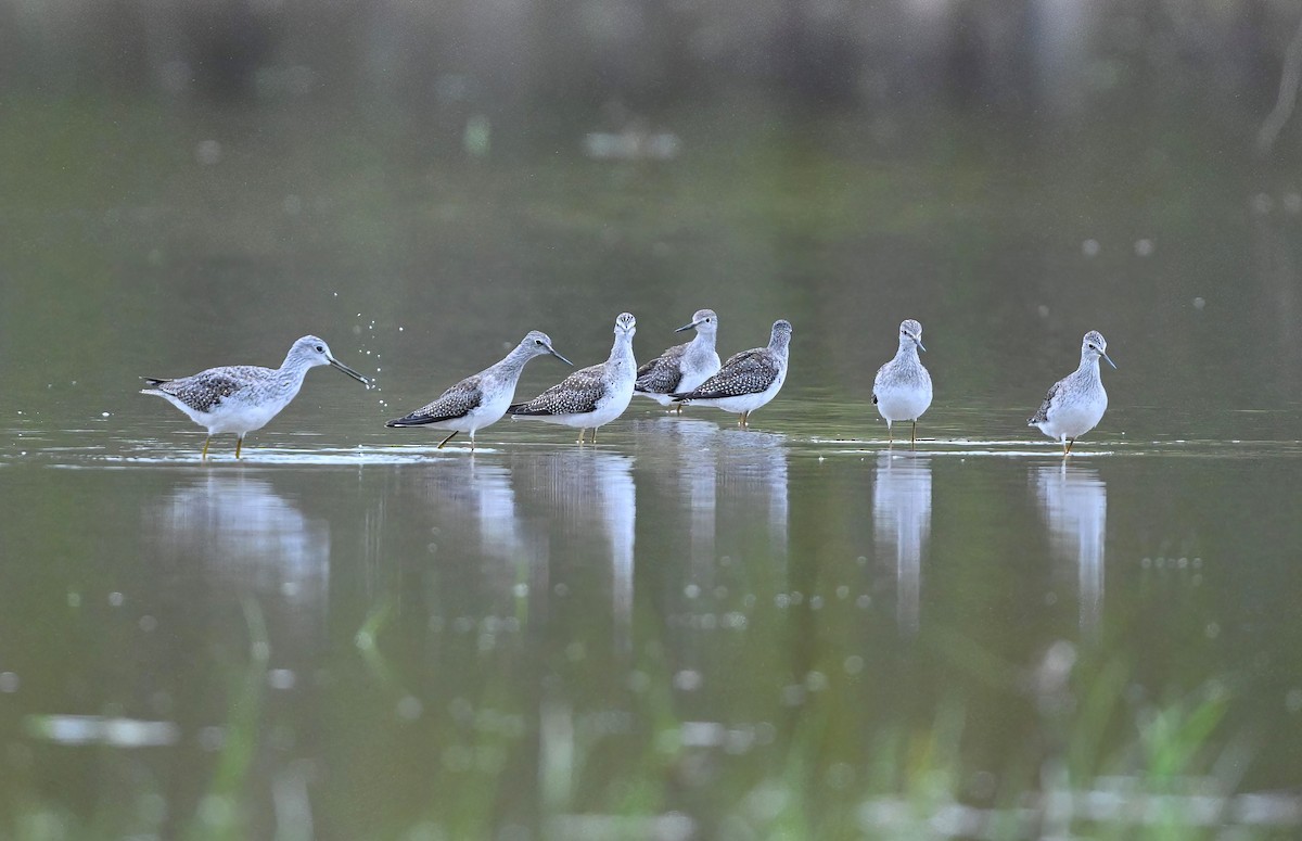 Lesser Yellowlegs - ML489360811
