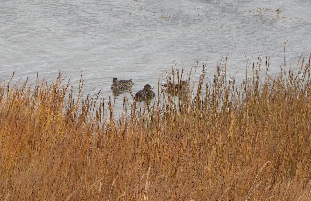 Green-winged Teal - ML489360891