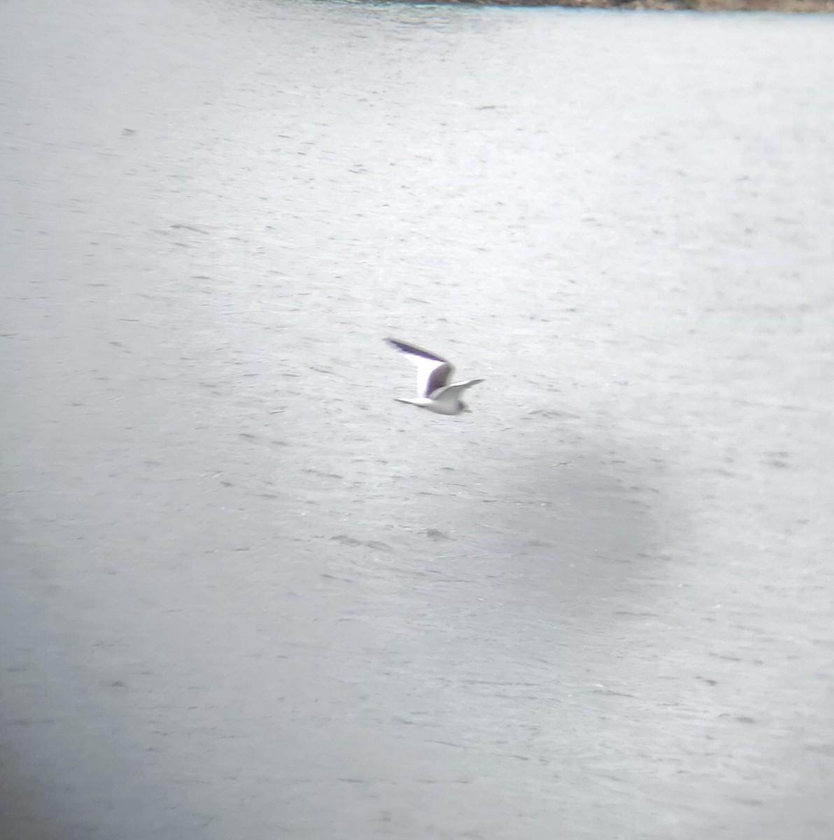 Sabine's Gull - ML489361581