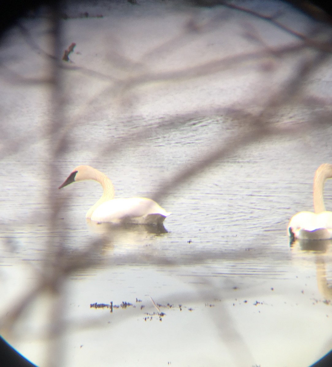 Trumpeter Swan - ML48936221