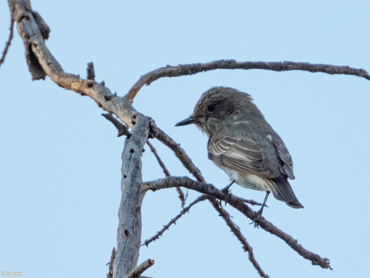 Spotted Flycatcher - ML489362601