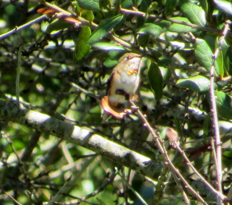 Rufous Hummingbird - ML489363681