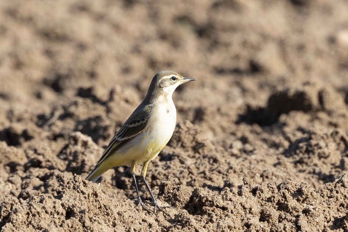 Western Yellow Wagtail - ML489363691