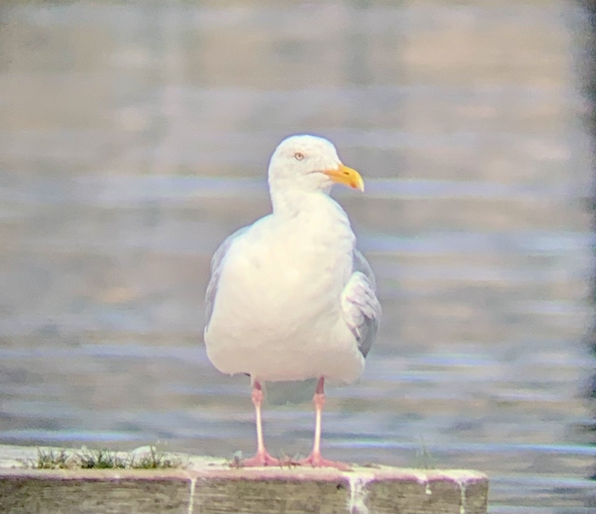 Herring Gull - ML489363861