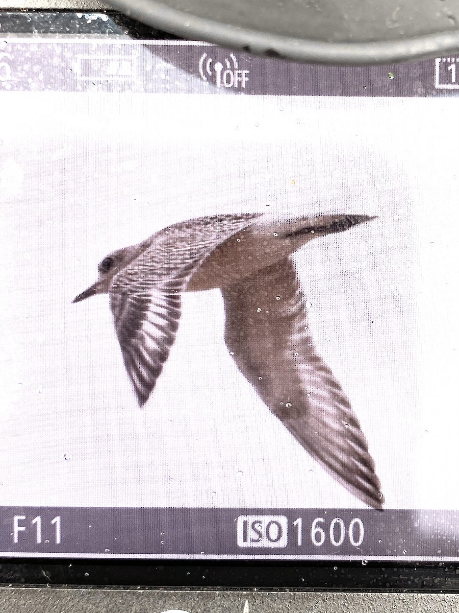 American Golden-Plover - ML489364851