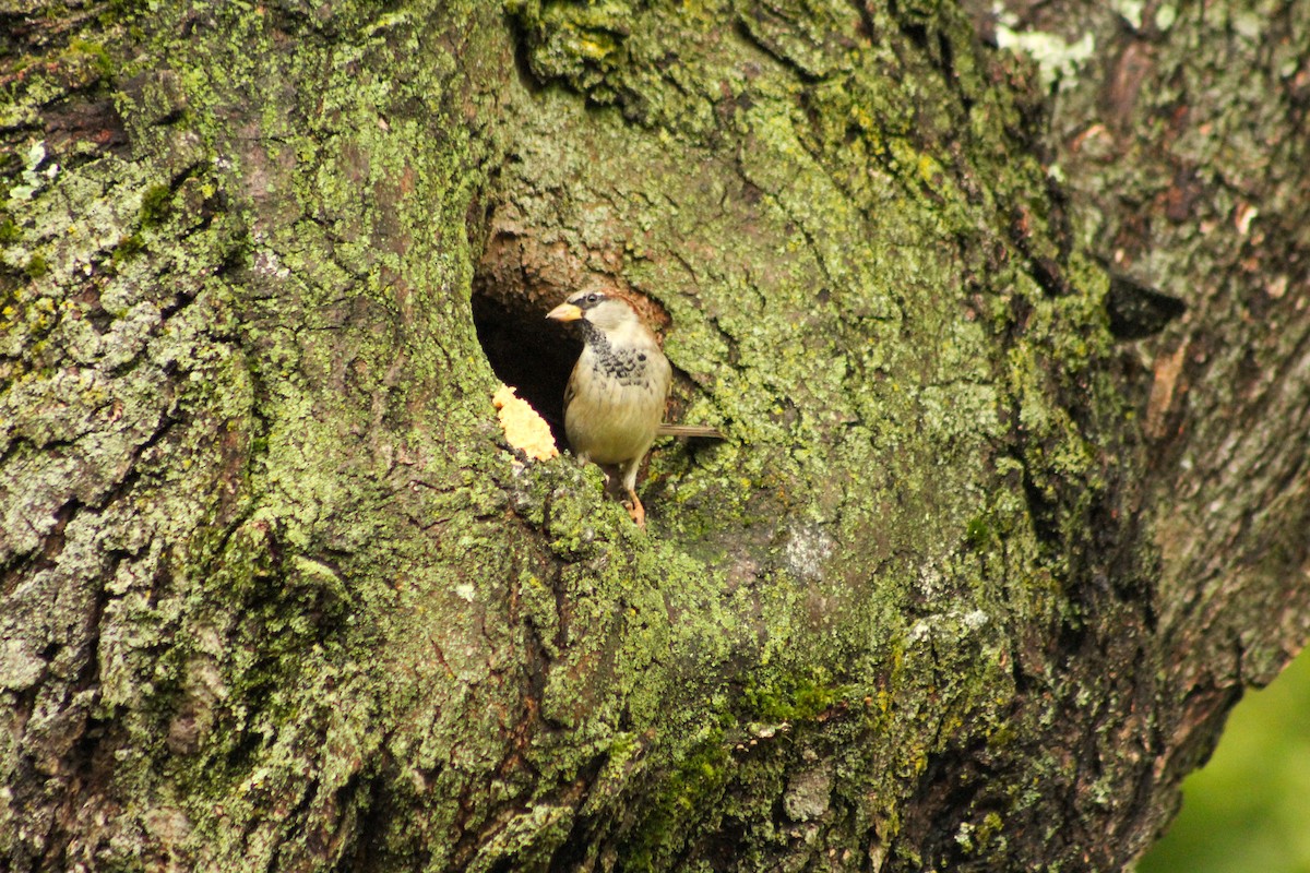 House Sparrow - ML489364971