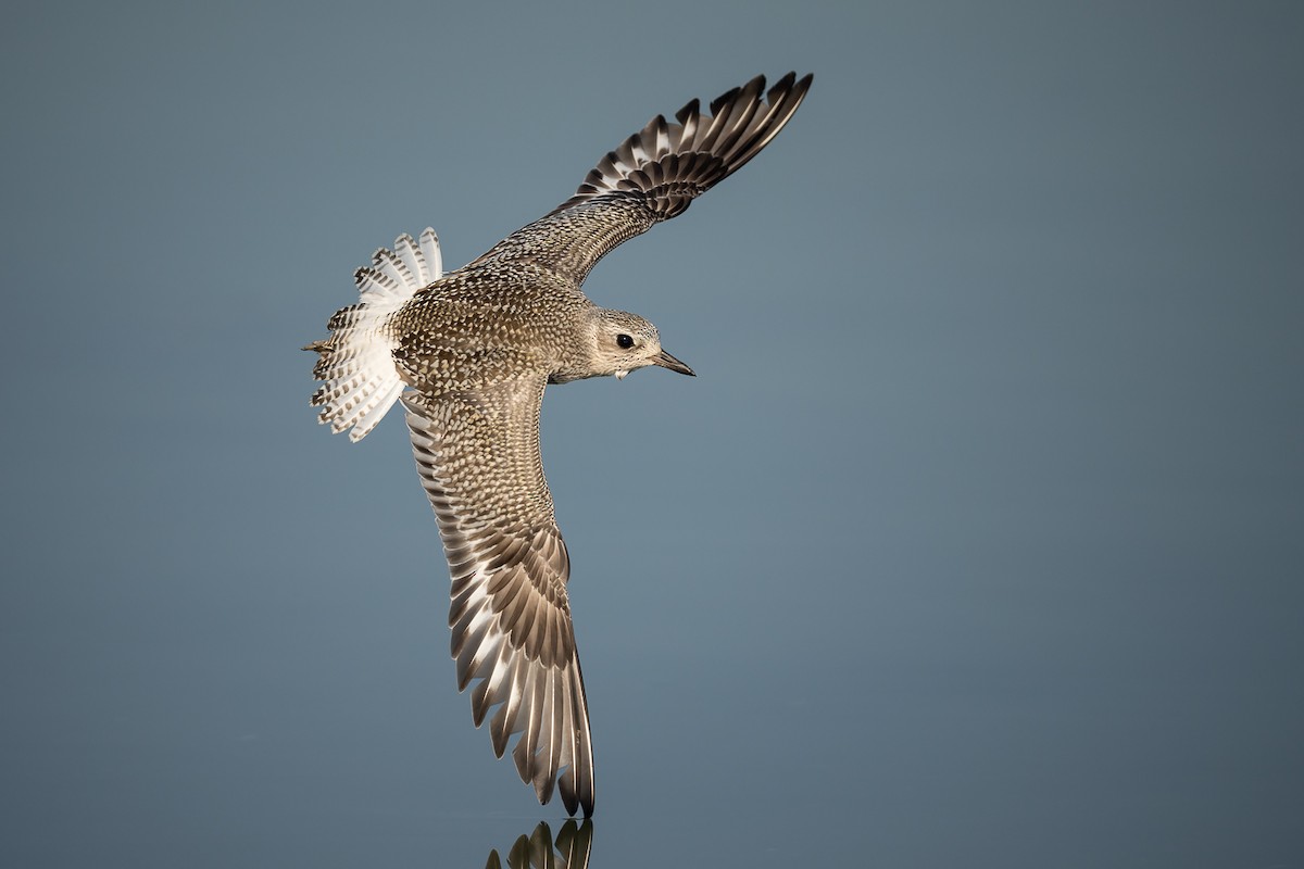 Black-bellied Plover - ML489366251