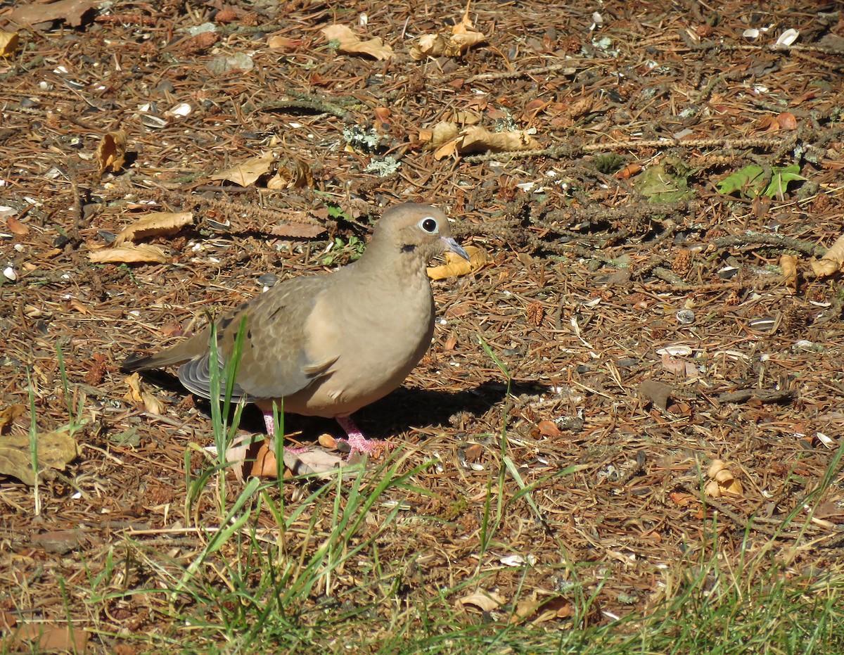 Mourning Dove - ML489367891