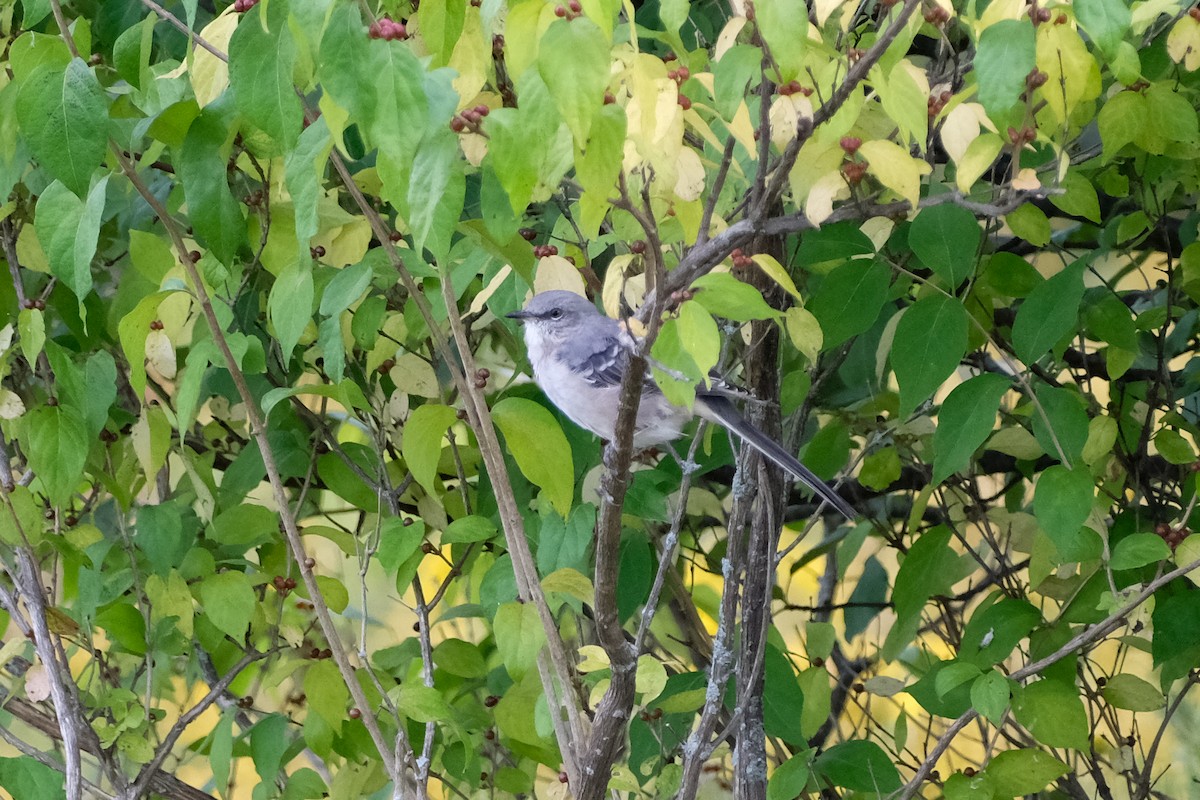 Northern Mockingbird - ML489368221