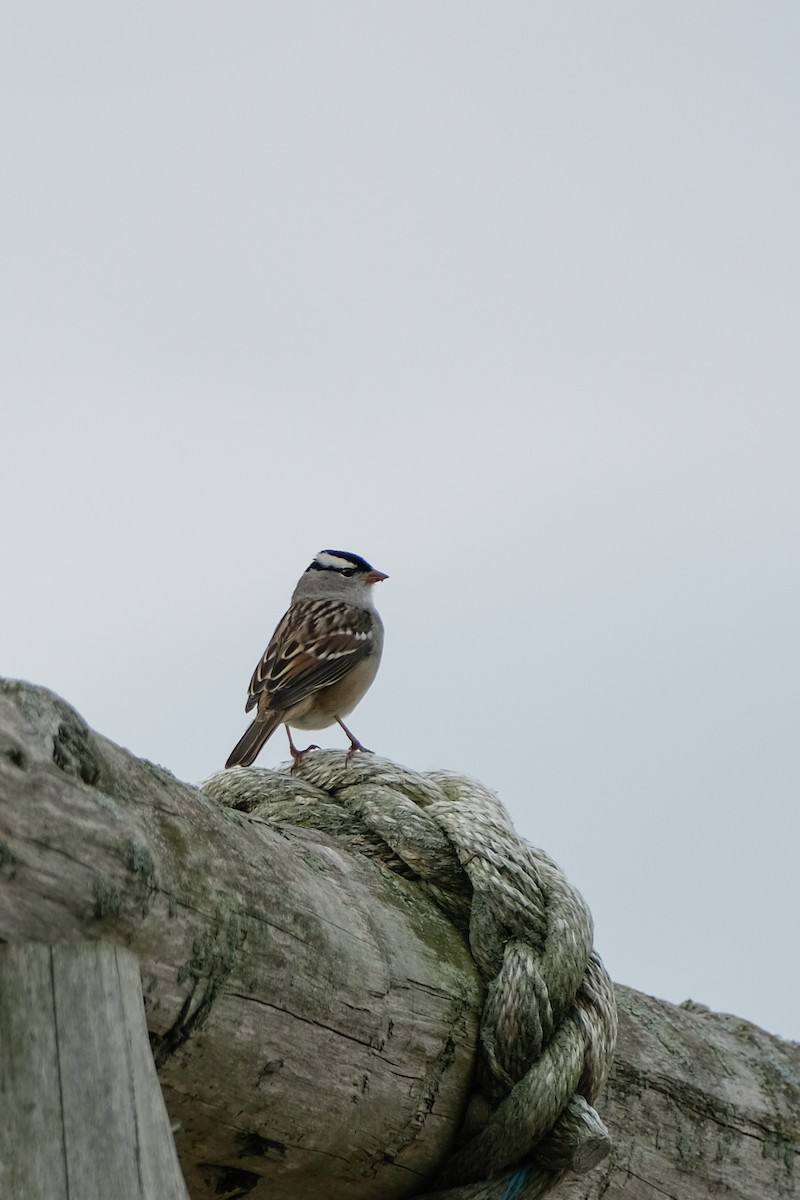 White-crowned Sparrow - ML489368261