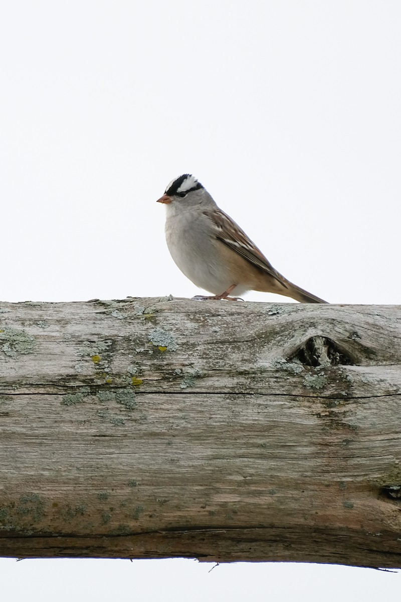 White-crowned Sparrow - ML489368271