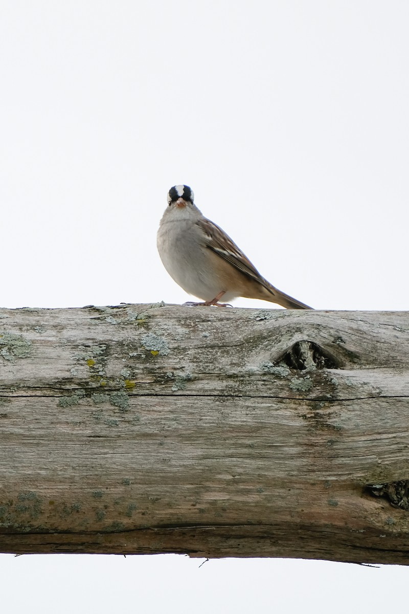 White-crowned Sparrow - ML489368281