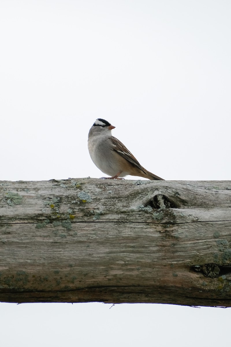 White-crowned Sparrow - ML489368291