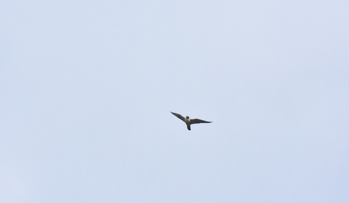 Peregrine Falcon - ML489369571