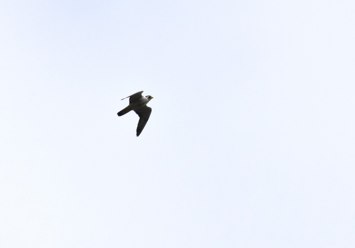 Peregrine Falcon - ML489369831