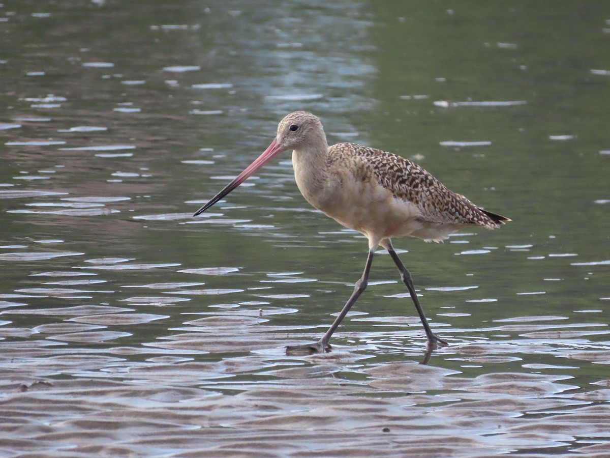 Marbled Godwit - ML489370221