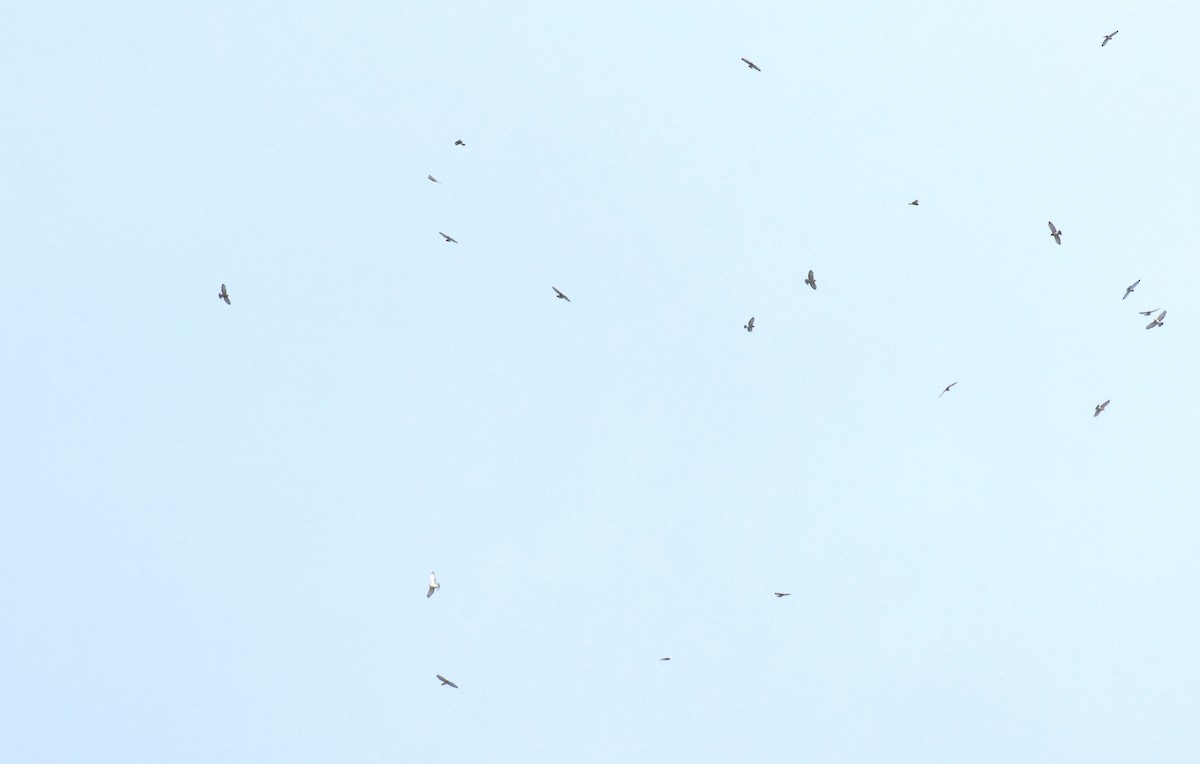 Broad-winged Hawk - ML489370341