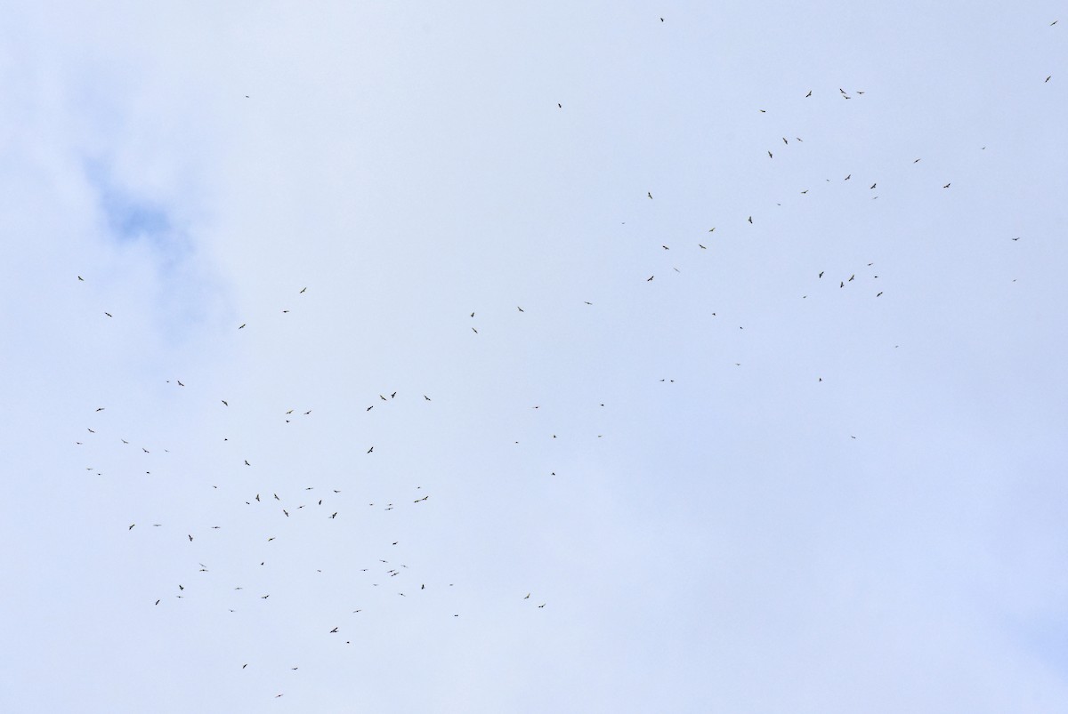 Broad-winged Hawk - ML489370451