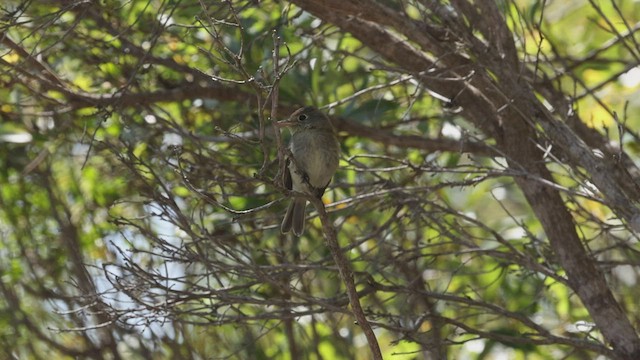 Least Flycatcher - ML489371071