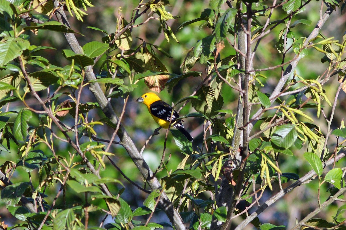 Cardinal à tête jaune - ML48937241