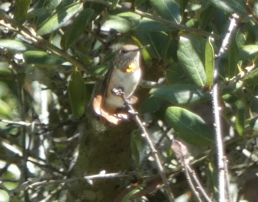 Rufous Hummingbird - ML489373201