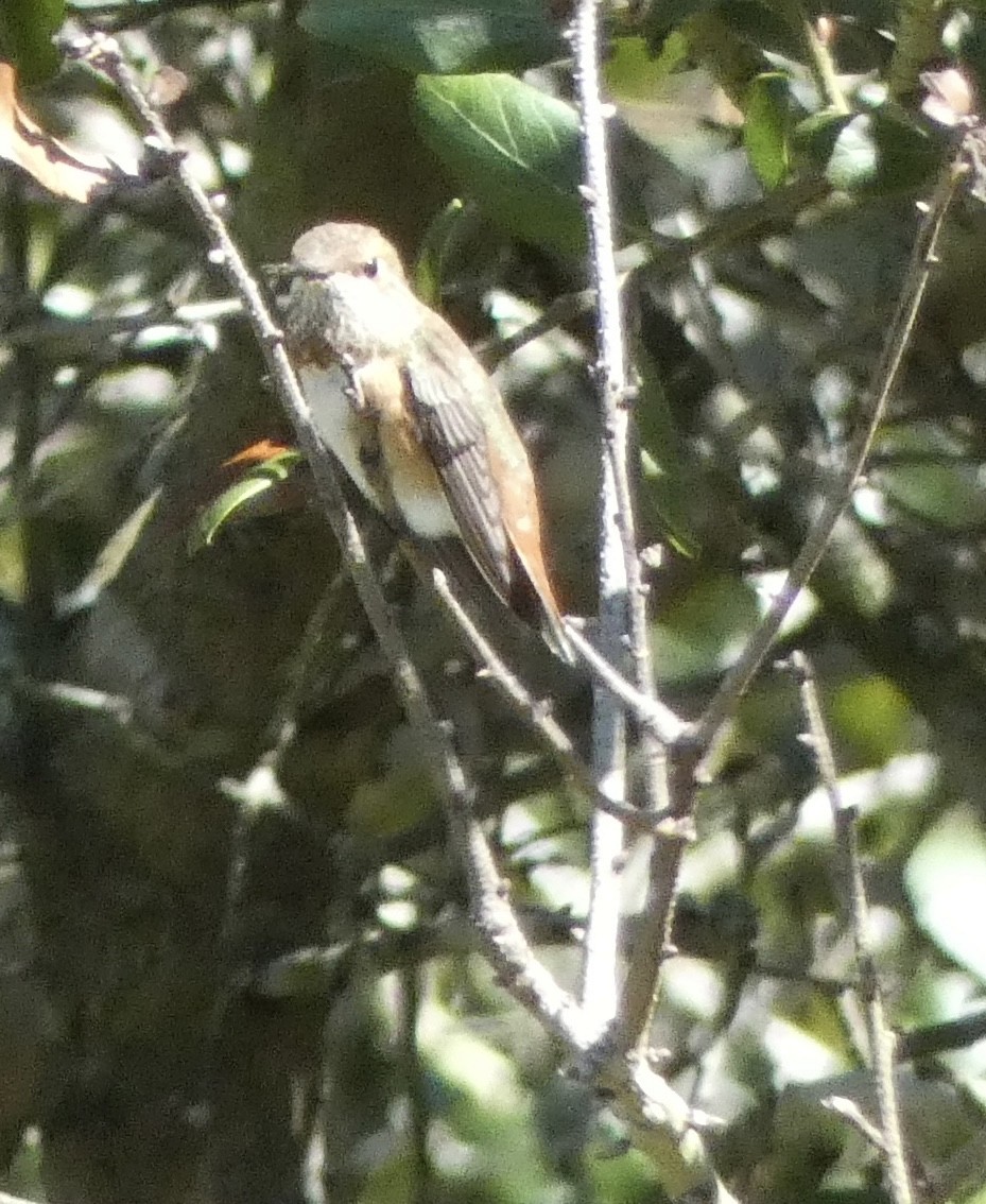 Rufous Hummingbird - ML489373211
