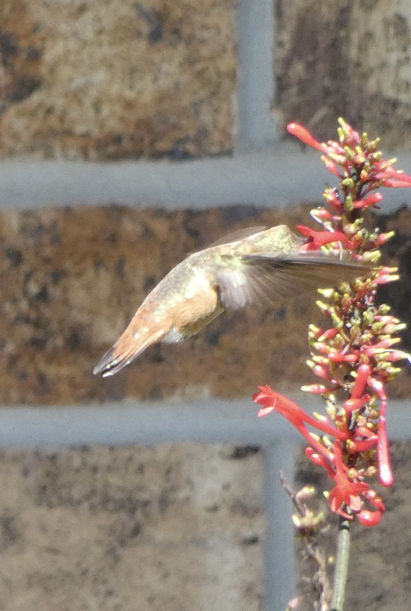 Rufous Hummingbird - ML489373221